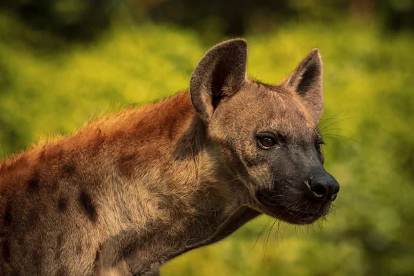 Nahaufnahme Kopf der Fleckhyäne mit Jägeraugen — Stockfoto