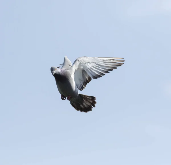 Postduif zwevend tegen helderblauwe lucht — Stockfoto