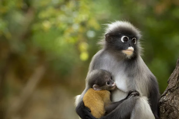 Dusky leaf monkey in thailand national park — Stock Photo, Image