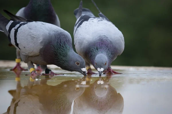 Two homing pigeon brid drinking water on roof floor — Stock Photo, Image