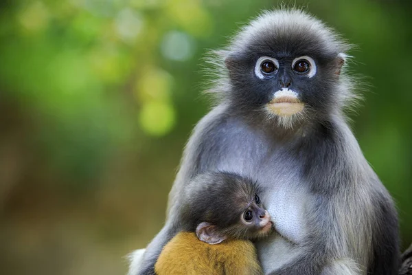 Mono Hoja Oscura Tailandia Parque Nacional — Foto de Stock