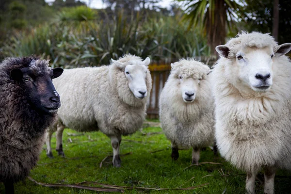 Primer Plano Nueva Oveja Zealand Merino Blanco Negro Granja Rural — Foto de Stock