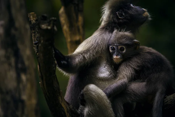 Macaco Folha Crepúsculo Parque Nacional Tailândia — Fotografia de Stock