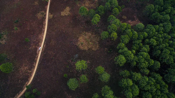 aerial view of jungle trail and plain of pine forest