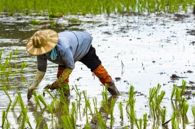 Tayland 'da çiftçi, tarım alanına pirinç tarlası dikiyor.