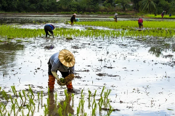 农民在农业区种植水稻幼树 — 图库照片