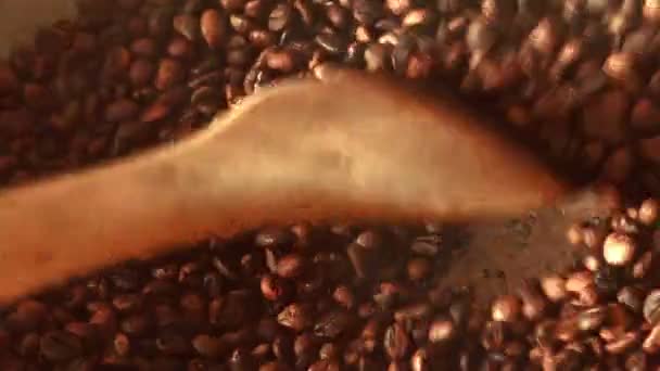Sottoposti Robusta Tostatura Chicchi Caffè — Video Stock