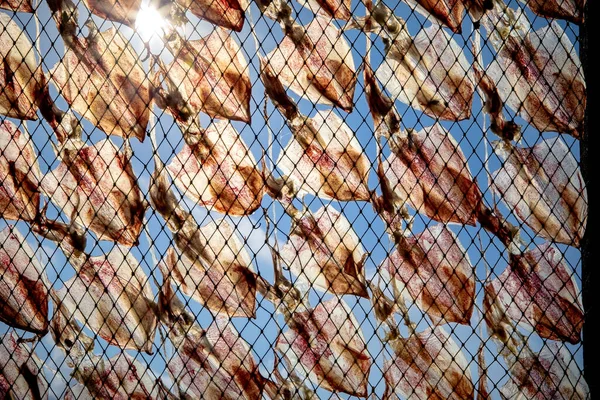 Evcil Güneş Balık Halatı Üzerinde Mürekkep Balığı Yemi Kurutuyor — Stok fotoğraf