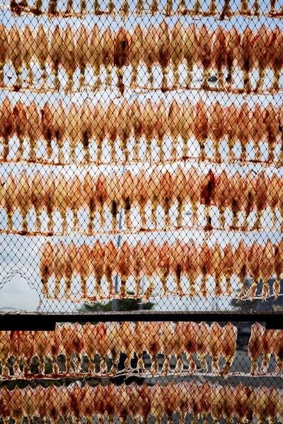 Sundry Squid Hanging Fishery Net Thailand — Stock Photo, Image