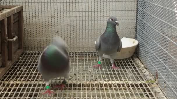 家のロフトに鳩がいて — ストック動画