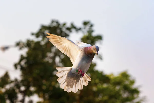 Pombo Correio Pássaro Voando — Fotografia de Stock