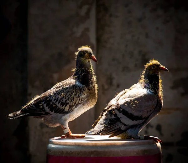Nachwuchs Des Heimischen Taubenrennens Steht Auf Dem Eimer — Stockfoto