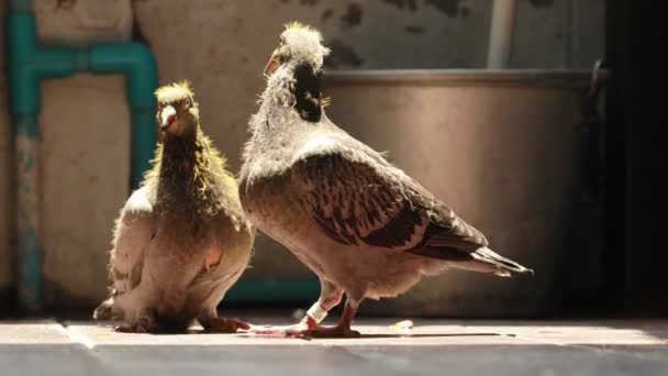 Çatı Katında Yavru Posta Güvercini — Stok video