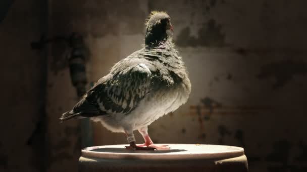 Bébé Pigeon Retour Dans Grenier Reproduction — Video