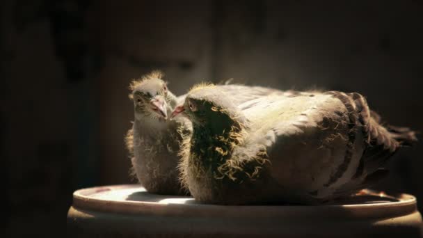 baby homing pigeon in breeding loft