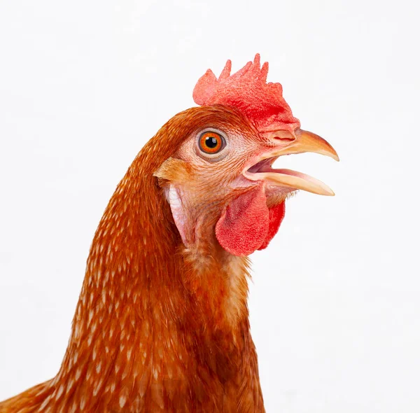 Закрыть Голову Курицы Мужского Пола Изолировать Белый Фон — стоковое фото