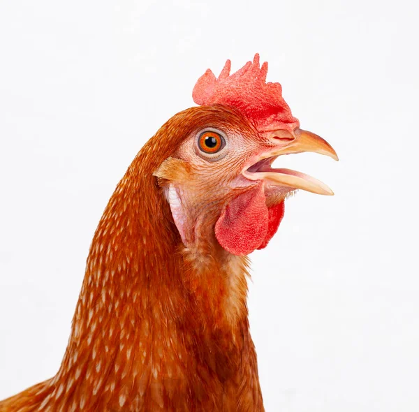 Cerrar Cabeza Pollo Macho Aislar Fondo Blanco — Foto de Stock