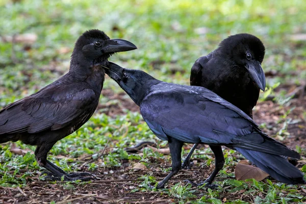 Trois Corneille Plumes Noires Sur Champ Herbe — Photo