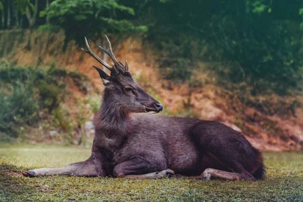Sambar Hirsche Liegen Auf Der Grünen Wiese Khao Yai Nationalpark — Stockfoto