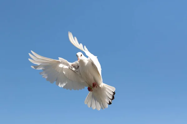 相手に飛んでいる白い羽鳩澄んだ青い空 — ストック写真