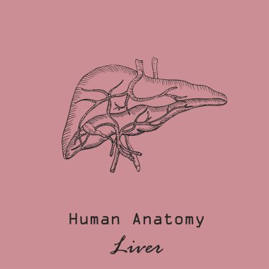 Renkli Arkaplanda Yazılı El Yazması İnsan Karaciğeri. İnsan Anatomisi Vektörü. Serbest el Biçim Vektörü.