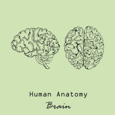 El Yazması İnsan Beyni Önde ve Yan Görünümler Renkli Arkaplanda Yazılı. İnsan Anatomisi Vektörü. Serbest el Biçim Vektörü.