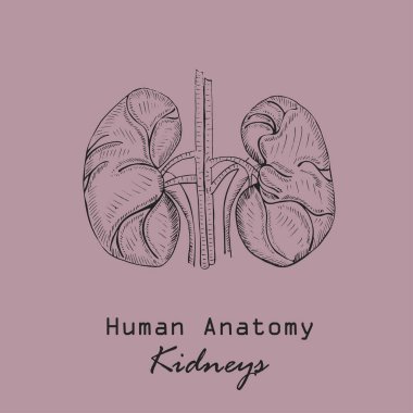 Elle çizilmiş İnsan Böbrekleri Renkli Arkaplanda Yazıtta. İnsan Anatomisi Vektörü. Serbest el Biçim Vektörü.