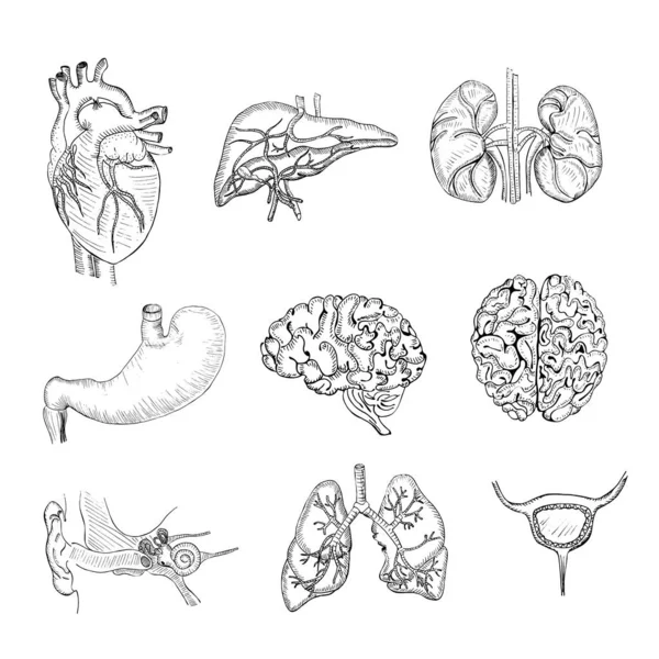 드래프트 Hand Drawn Set Liver Lungs 장기들 인간의 — 스톡 벡터