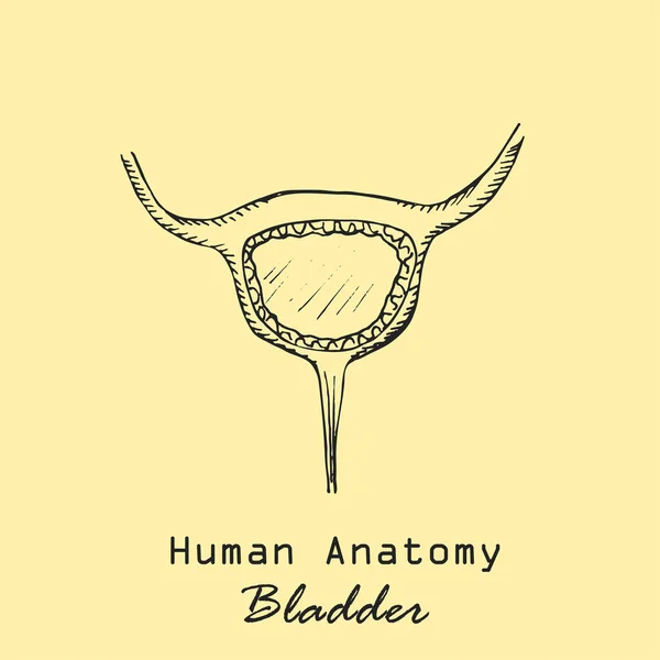 배경의 인간초 Handled Human Urinary Bladder Color Background Inscription 해부학 — 스톡 벡터