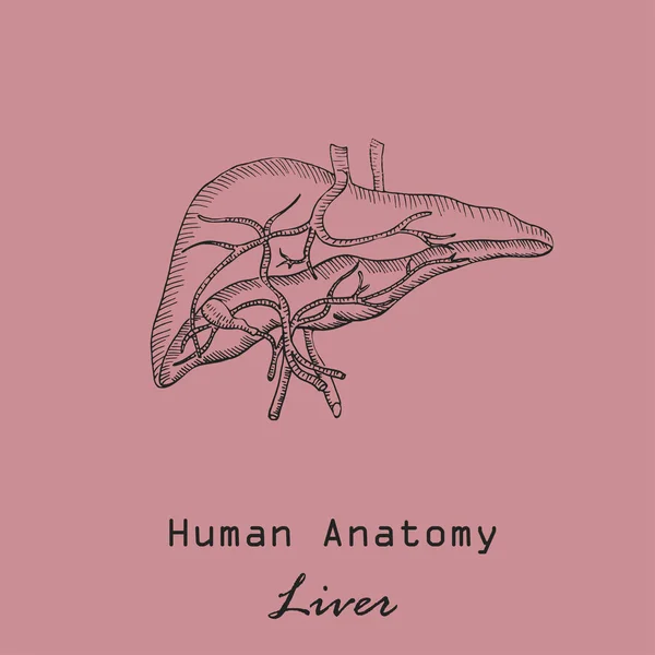 배경의 Handdraw Human Liver Color Background Inscription 해부학 Vector 수작업 — 스톡 벡터