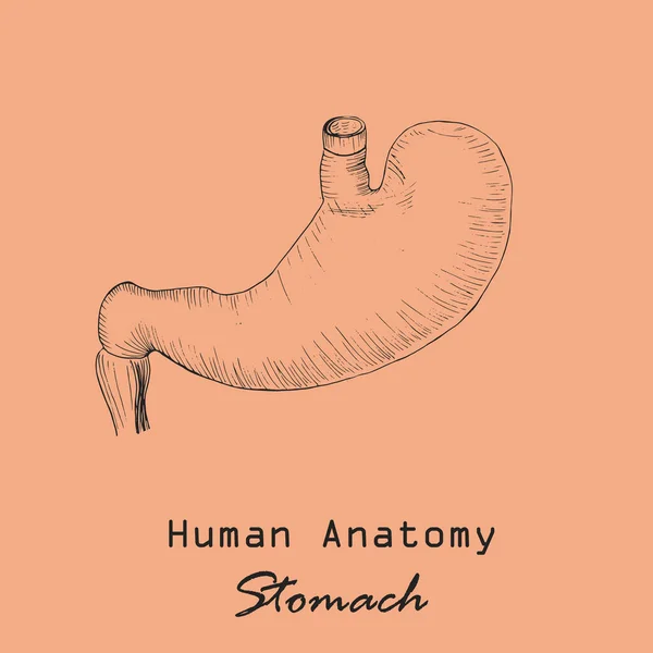 배경의 Handled Human Stomach Color Background Inscription 해부학 Vector 수작업 — 스톡 벡터