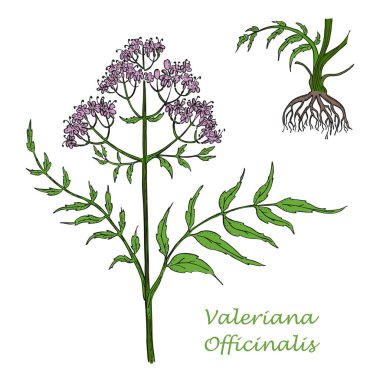 Beyaz Arkaplan 'da kök izole edilmiş, Valerian' ın El Rengi Şubesi. Latince adı Valeriana Officinalis olan bitkisel. Geniş Uygulama Aralığı ile Bitkisel İlaç Bileşeni.