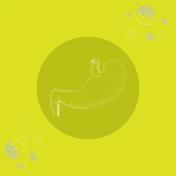 白色的人的胃在圆形衬底上放置在带有简化酶的彩色背景上 人体解剖学病媒 — 图库矢量图片