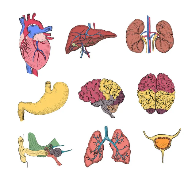 Hand Drawn Coloured Set Human Organs Такі Heart Liver Lungs — стоковий вектор