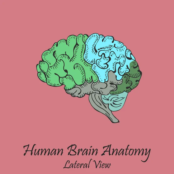 Cerebro Humano Dibujado Mano Vista Lateral Sobre Fondo Rosa Con — Vector de stock