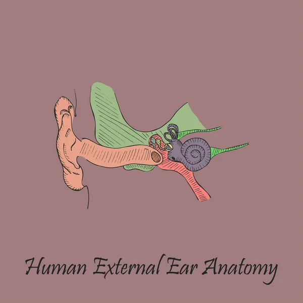 手绘彩色人声外耳在彩色背景与题词 人类解剖学的病媒 自由手型矢量 — 图库矢量图片
