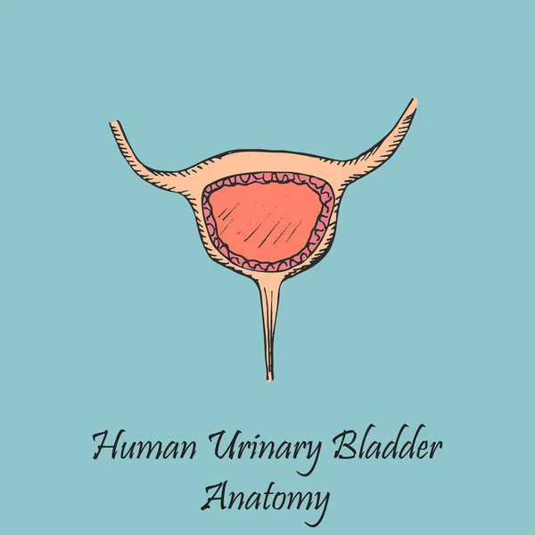 손으로 초감각적 Human Urinary Bladder 배경에 해부학 Vector 손으로 방식의 — 스톡 벡터