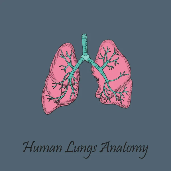 Ręcznie Rysowane Kolorowe Ludzkie Płuca Tle Koloru Napisem Wektor Ludzkiej — Wektor stockowy