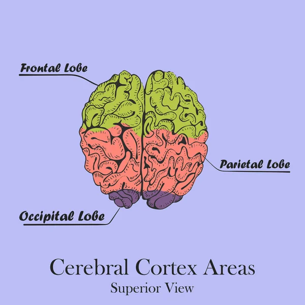 Cerebro Humano Dibujado Mano Fondo Color Con Título Áreas Cerebrales — Vector de stock