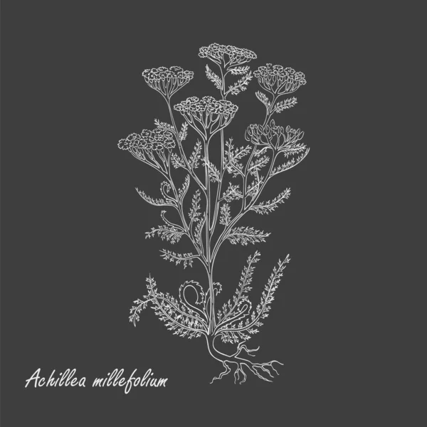 White Chalk Hand Drawn Bush of Yarrow — Stock Photo, Image