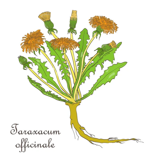 Painted Hand Drawn Bush of Blossoming Dandelion — Stock Photo, Image