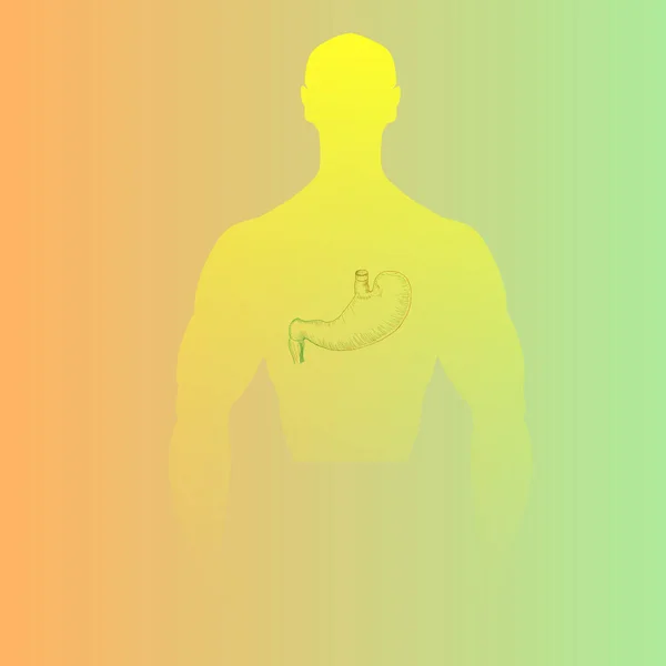 Estomac humain dessiné à la main placé dans la silhouette de l'homme — Photo