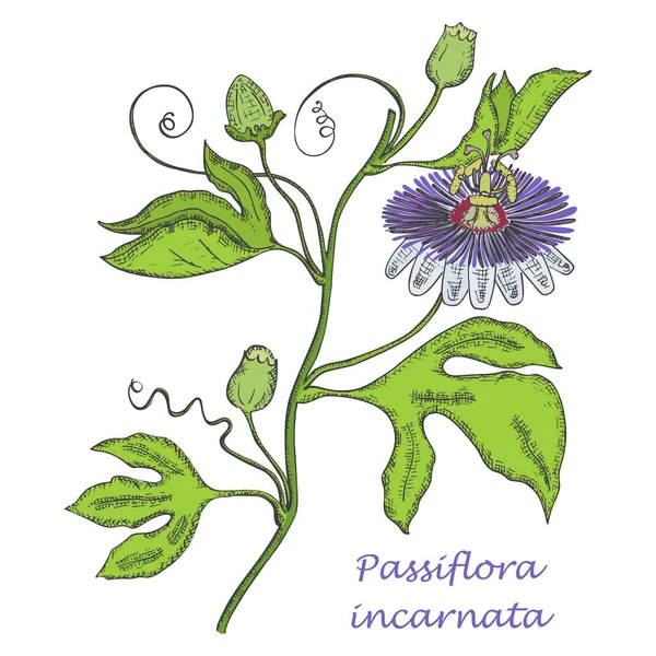 Painted Hand Drawn Sketch of a Maypop Flower — Stock Photo, Image