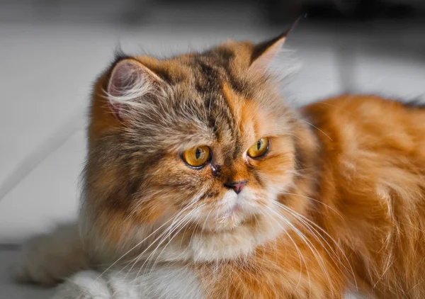 Yerdeki Cat portre rahatlatıcı