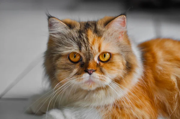 Yerdeki Cat portre rahatlatıcı