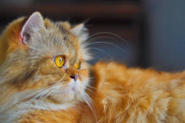 Yerdeki Cat portre rahatlatıcı