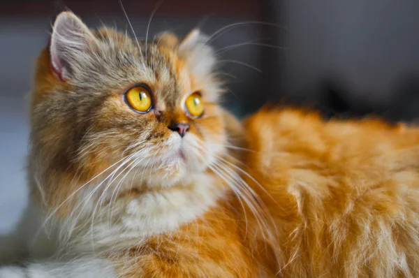 Yerdeki Cat portre rahatlatıcı