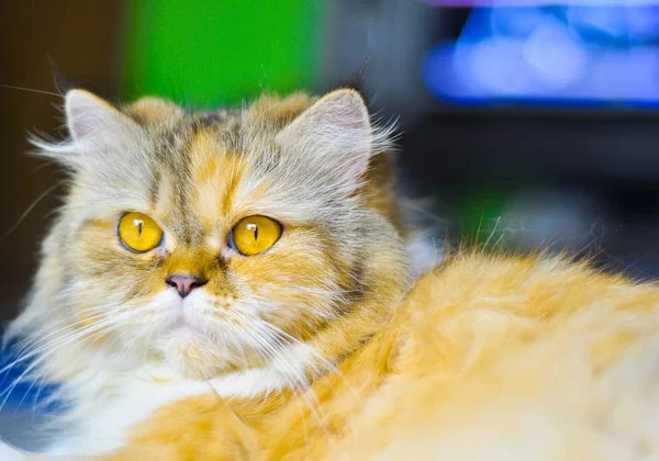 Yerdeki Cat portre rahatlatıcı