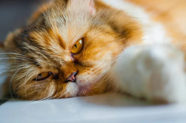 Yerdeki Cat portre rahatlatıcı