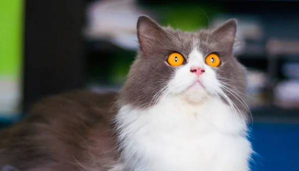 karakter agresif kedi fotoğrafları